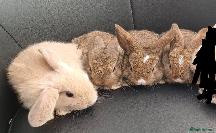 Mini Lop rabbits - Advert 18
