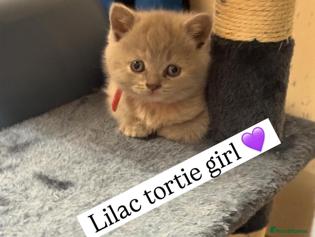 British Shorthair cats for sale: Incredible GCCF British shorthaired kittens  - Image 3