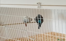 Budgerigars birds for sale: Budgies  - Advert 3