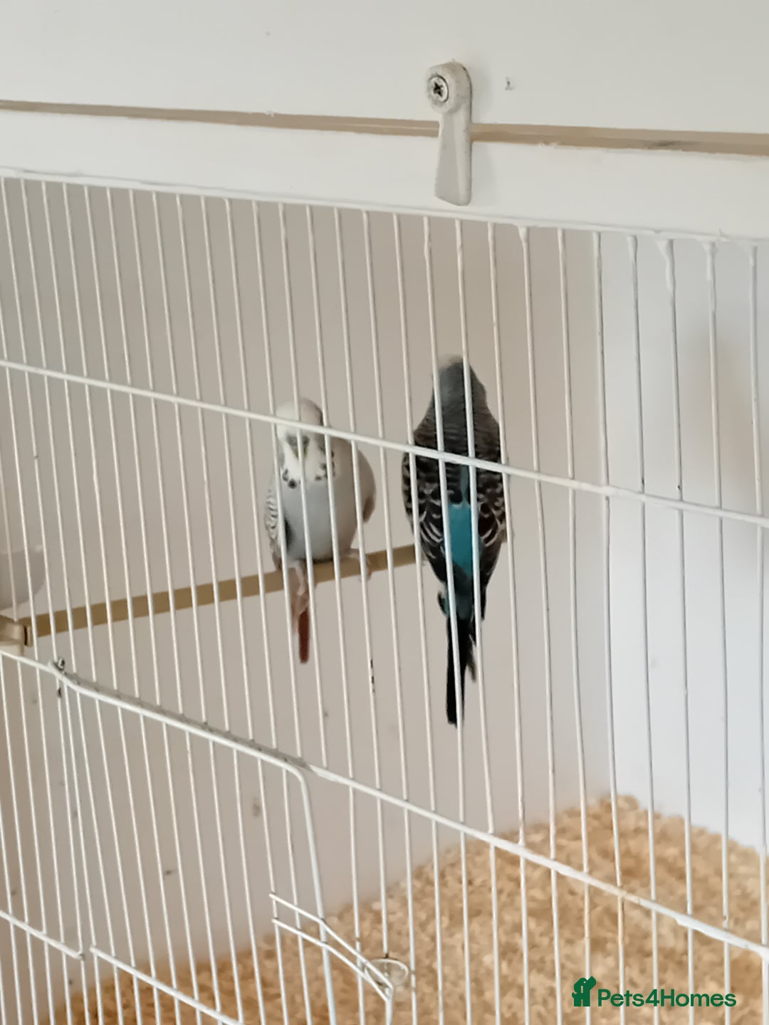 Budgerigars birds for sale: Budgies  - Advert 3