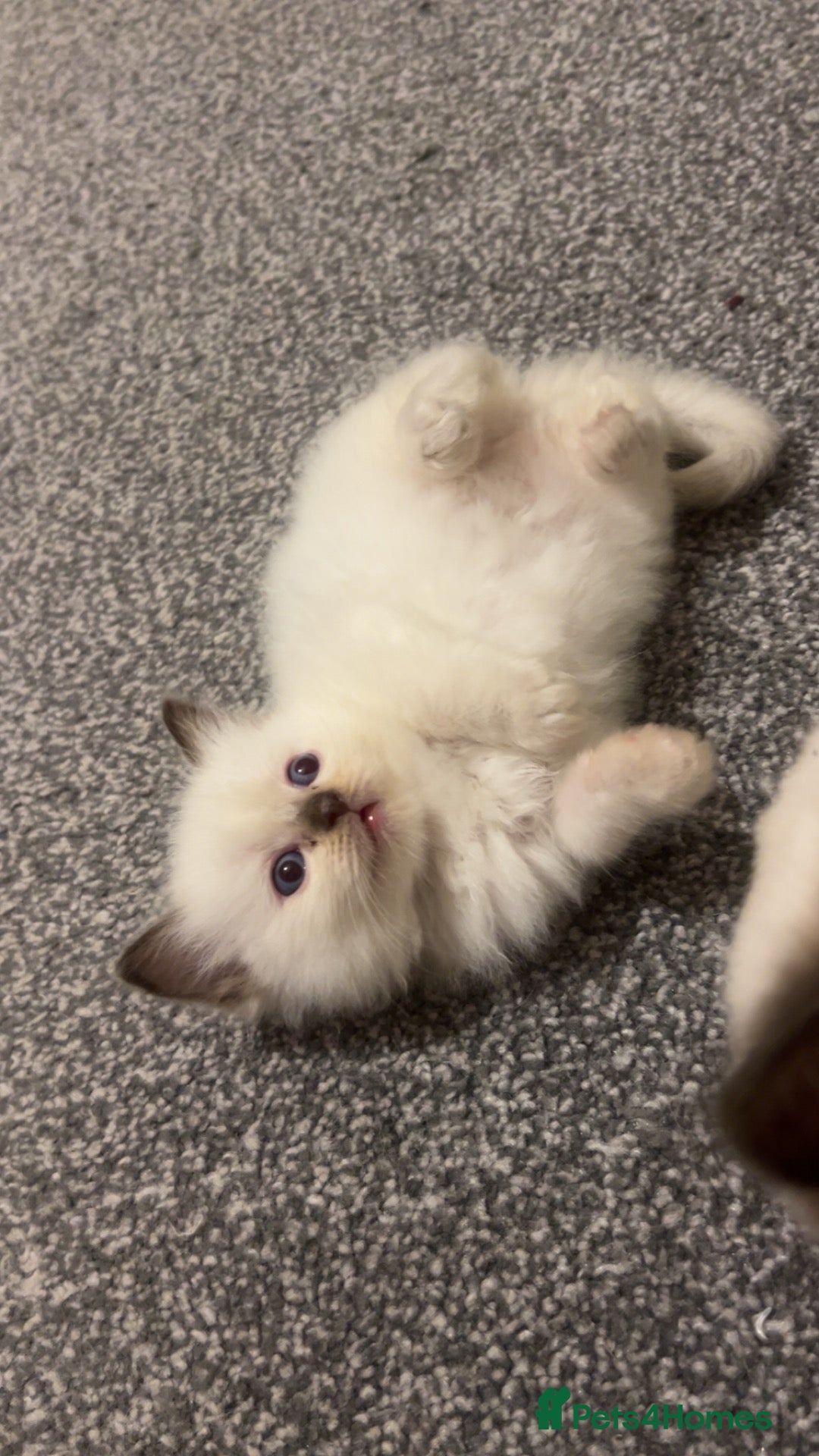 Ragdoll cats 5 Purebred Ragdoll Kittens - Advert 1