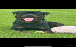 Rottweiler dogs for sale: Pedigree German chunky Rottweiler puppies  - Image 21