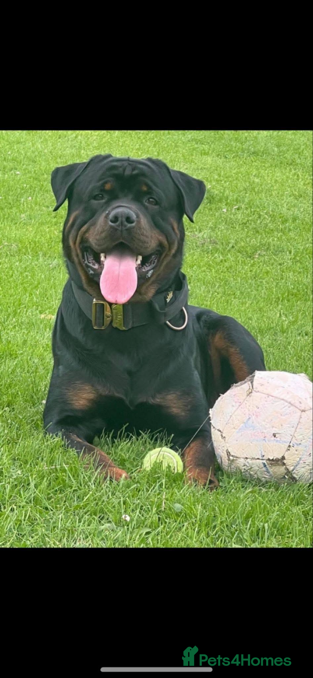 Rottweiler dogs for sale: Pedigree German chunky Rottweiler puppies  - Image 21
