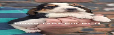 Basset Hound Dark Green Boy 