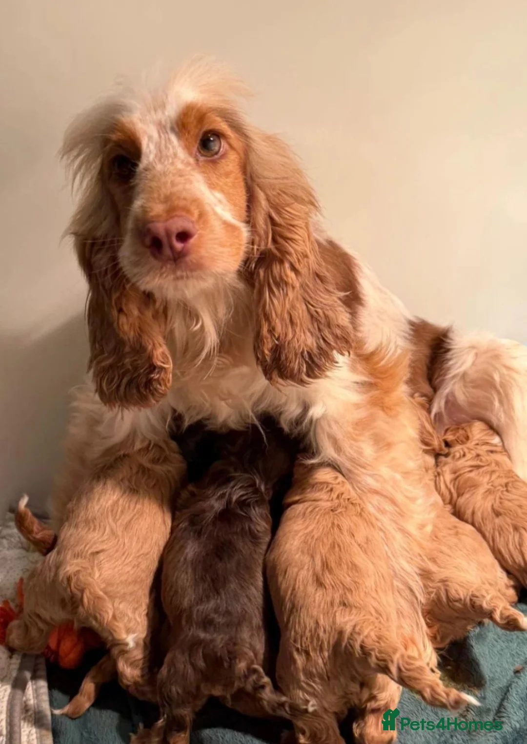 Cockapoo dogs for sale: Adorable Puppies Ready for Their Forever Homes in Preston - Advert 10