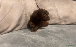 Cockapoo dogs for sale: 🐶F1 Cockerpoo Pups – Merle, Chocolate, Apricot 🐶 - Image 9