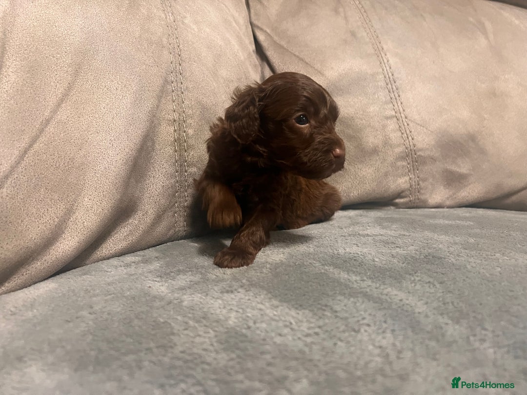 Cockapoo dogs for sale: 🐶F1 Cockerpoo Pups – Merle, Chocolate, Apricot 🐶 - Image 9
