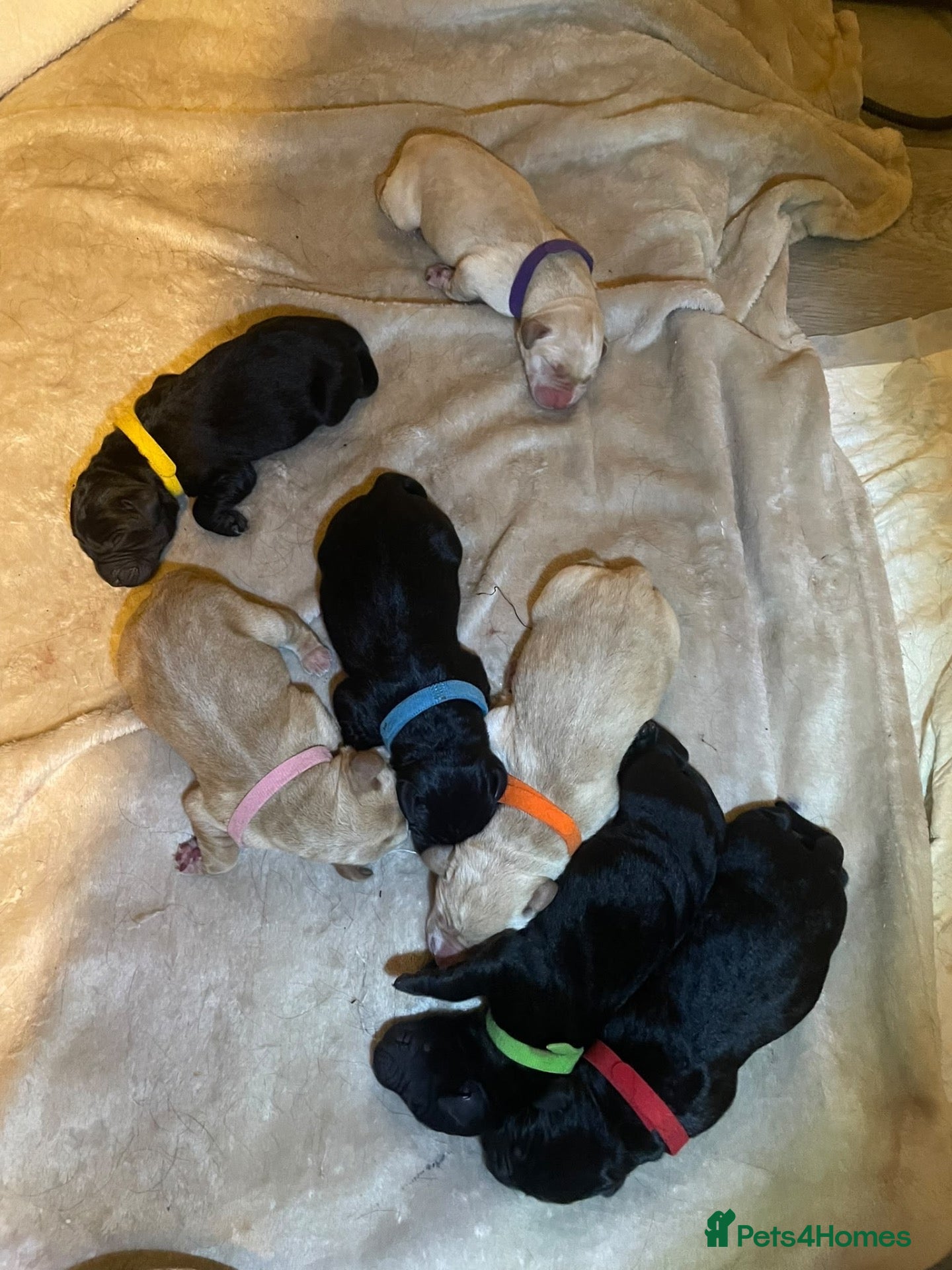 Labrador Retriever dogs Perfect litter of Labrador puppies - Advert 11