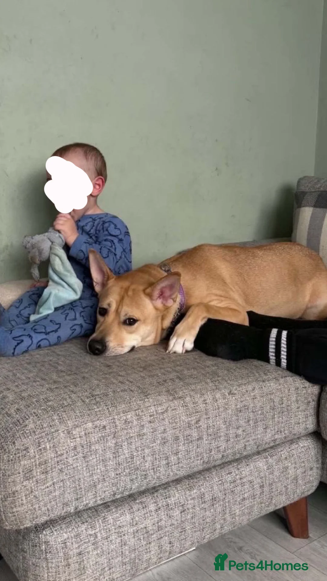 Mixed Breed dogs for sale: Kinder  - Advert 2
