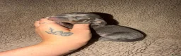 Miniature Dachshund dogs for sale: Beautiful KC Registered Miniature Dachshund Pups  - Advert 15