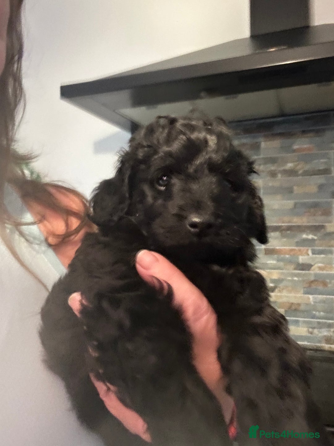 Labradoodle dogs for sale: Stunning small labradoodle  - Advert 3
