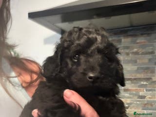 Labradoodle dogs Stunning small labradoodle - Advert 1