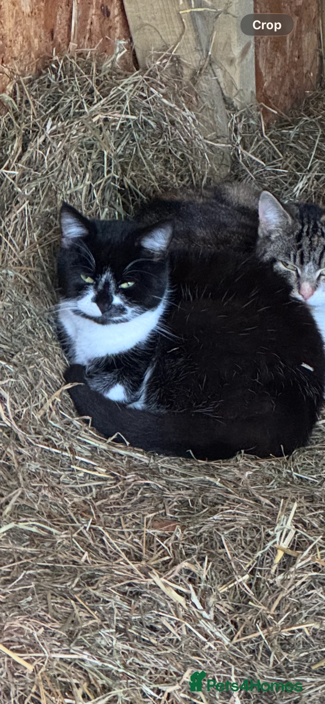 Mixed Breed cats for sale: MALE KITTENS (honest add please read)  - Advert 2