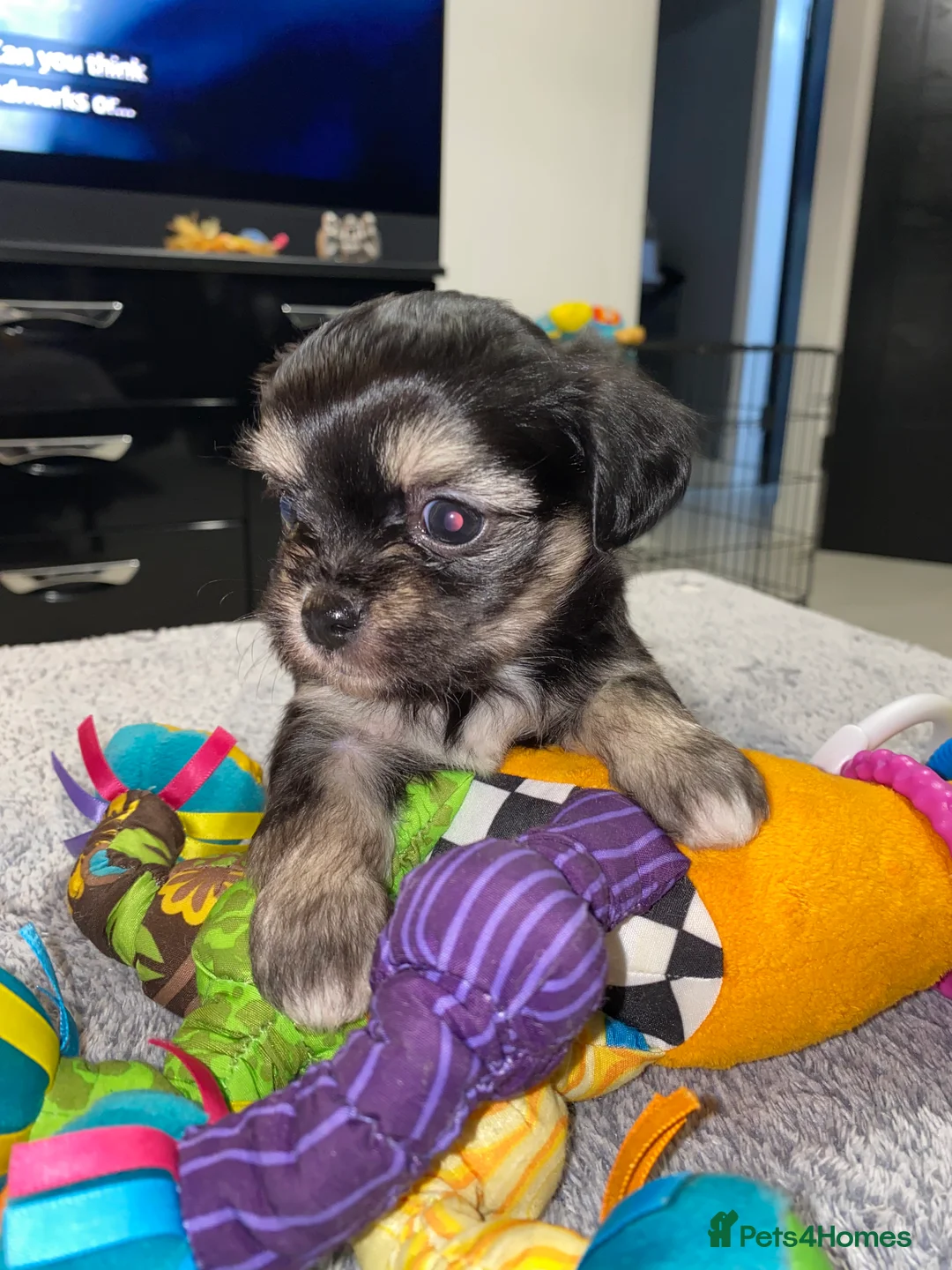 Mixed Breed dogs for sale: Fluffy Malchi puppies  - Advert 25