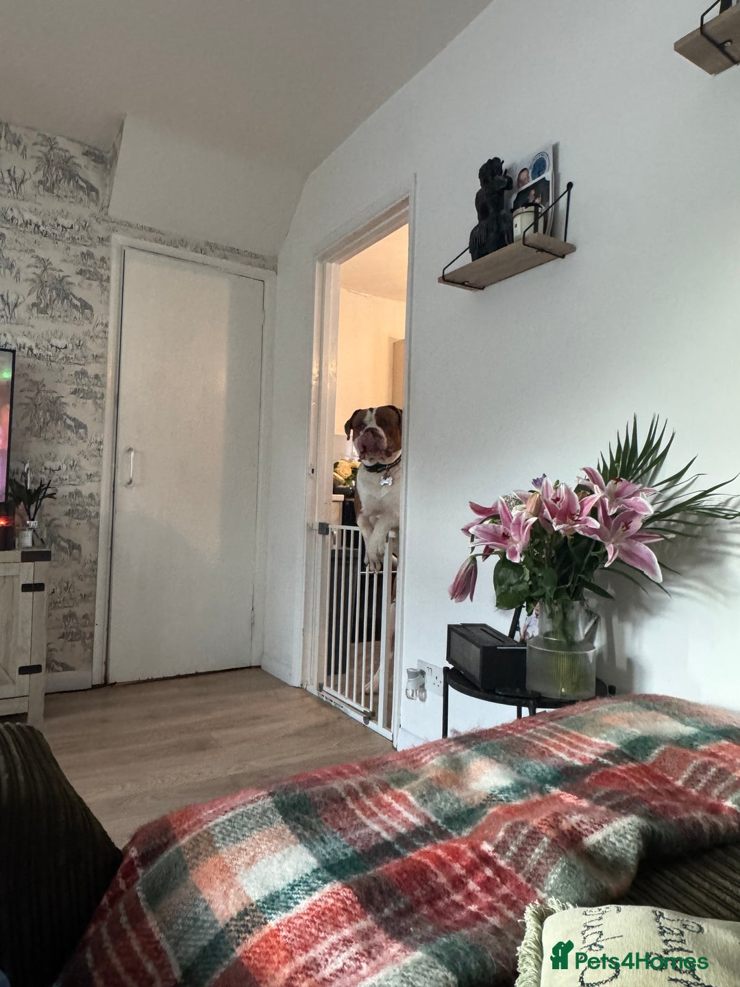 Mixed Breed dogs for sale: Boysie - Advert 23