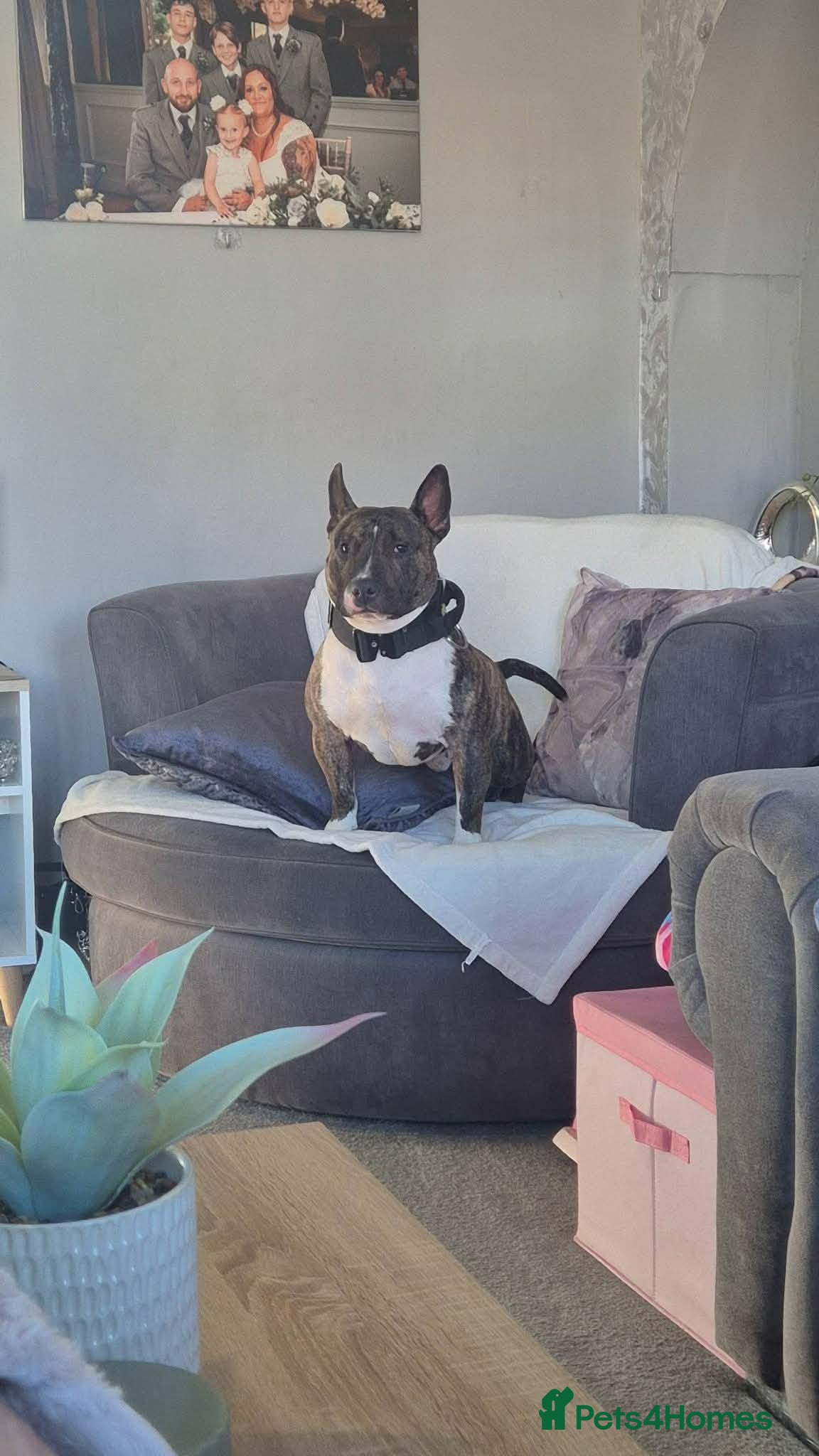 Mixed Breed dogs for sale: Mini English & exotic bully £200 in Cumnock - Advert 6