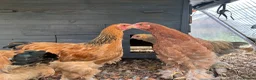 Chickens poultry for sale: Brahma  - Advert 2