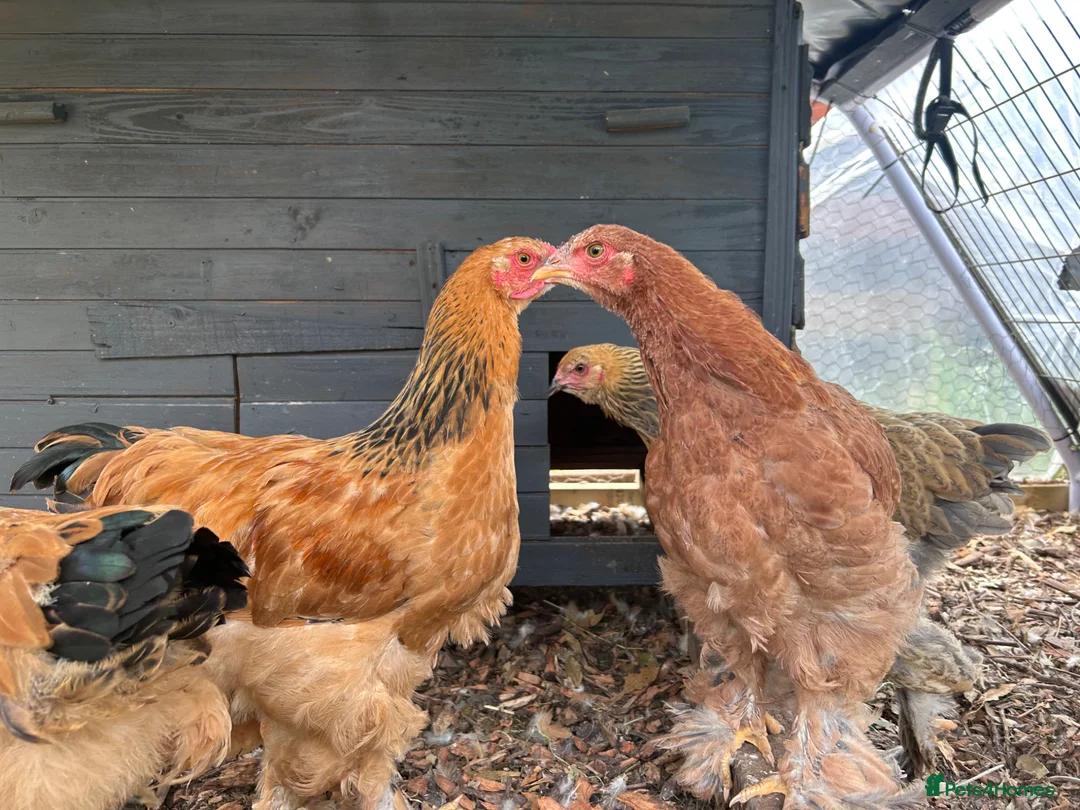 Chickens poultry for sale: Brahma  - Advert 2
