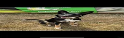 Mixed Breed dogs for sale: German shepherd pups  in Louth - Advert 2