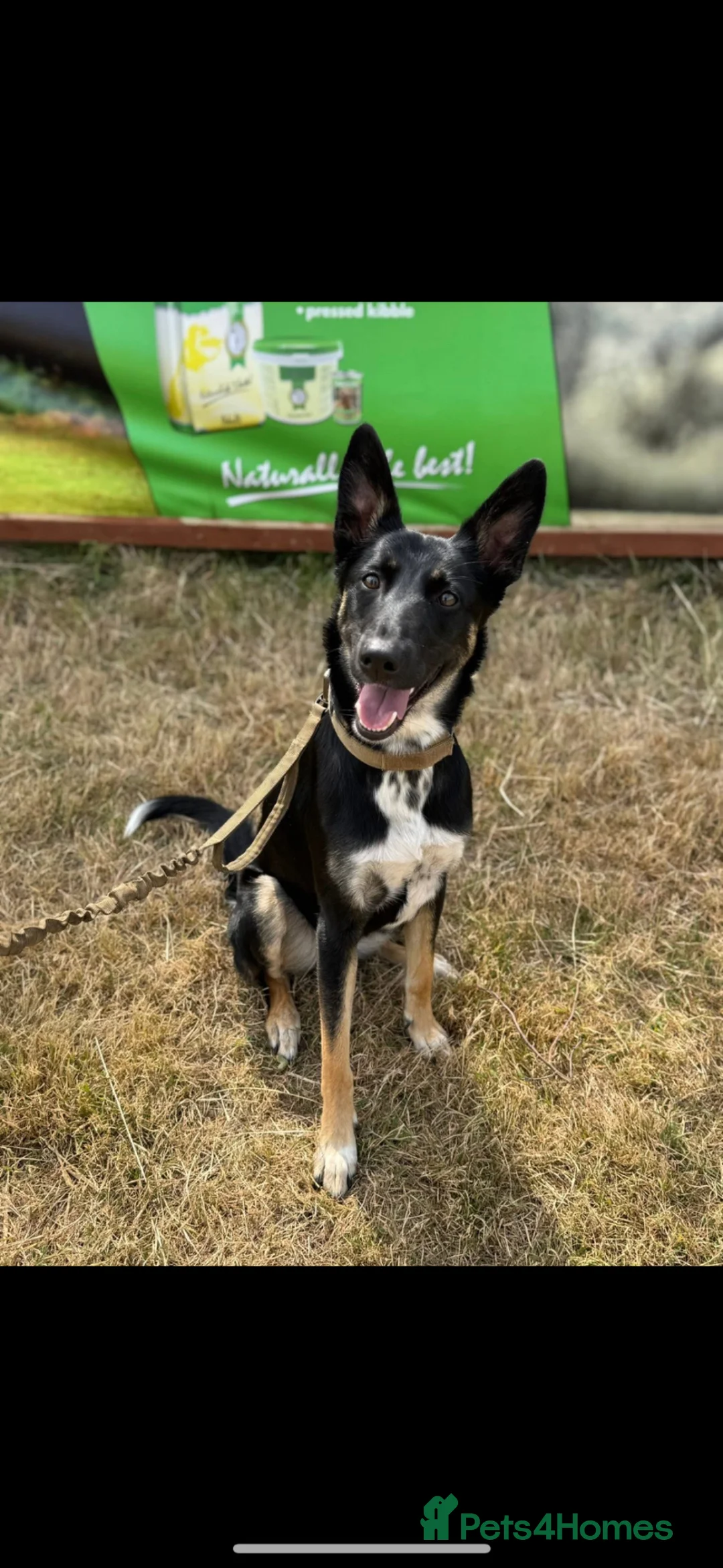 Mixed Breed dogs for sale: German shepherd pups  in Louth - Advert 2