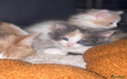 RagaMuffin cats for sale: Ragamuffin kittens for sale  - Image 11
