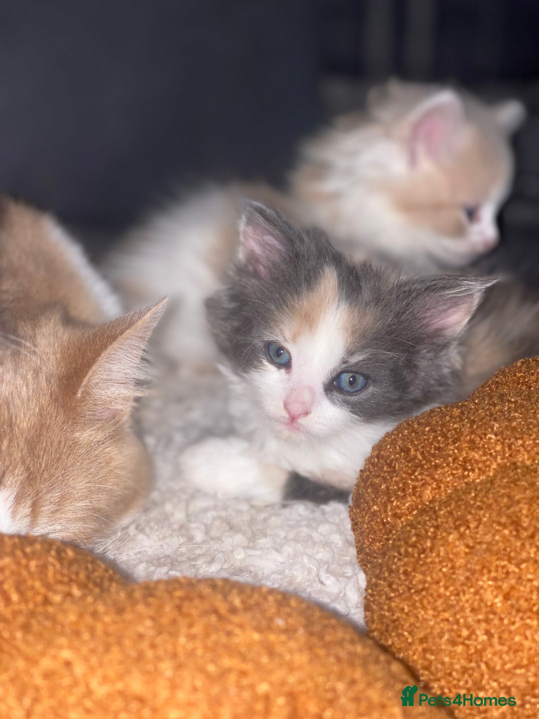 RagaMuffin cats for sale: Ragamuffin kittens for sale  - Image 11