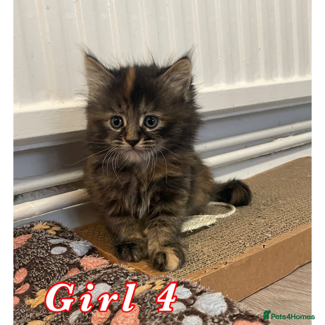 Mixed Breed cats for sale: 4 female kittens are looking for loving homes 🏡  - Advert 7