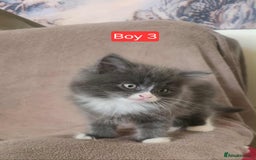Mixed Breed cats for sale: Lovely Persian mix kittens - Image 11