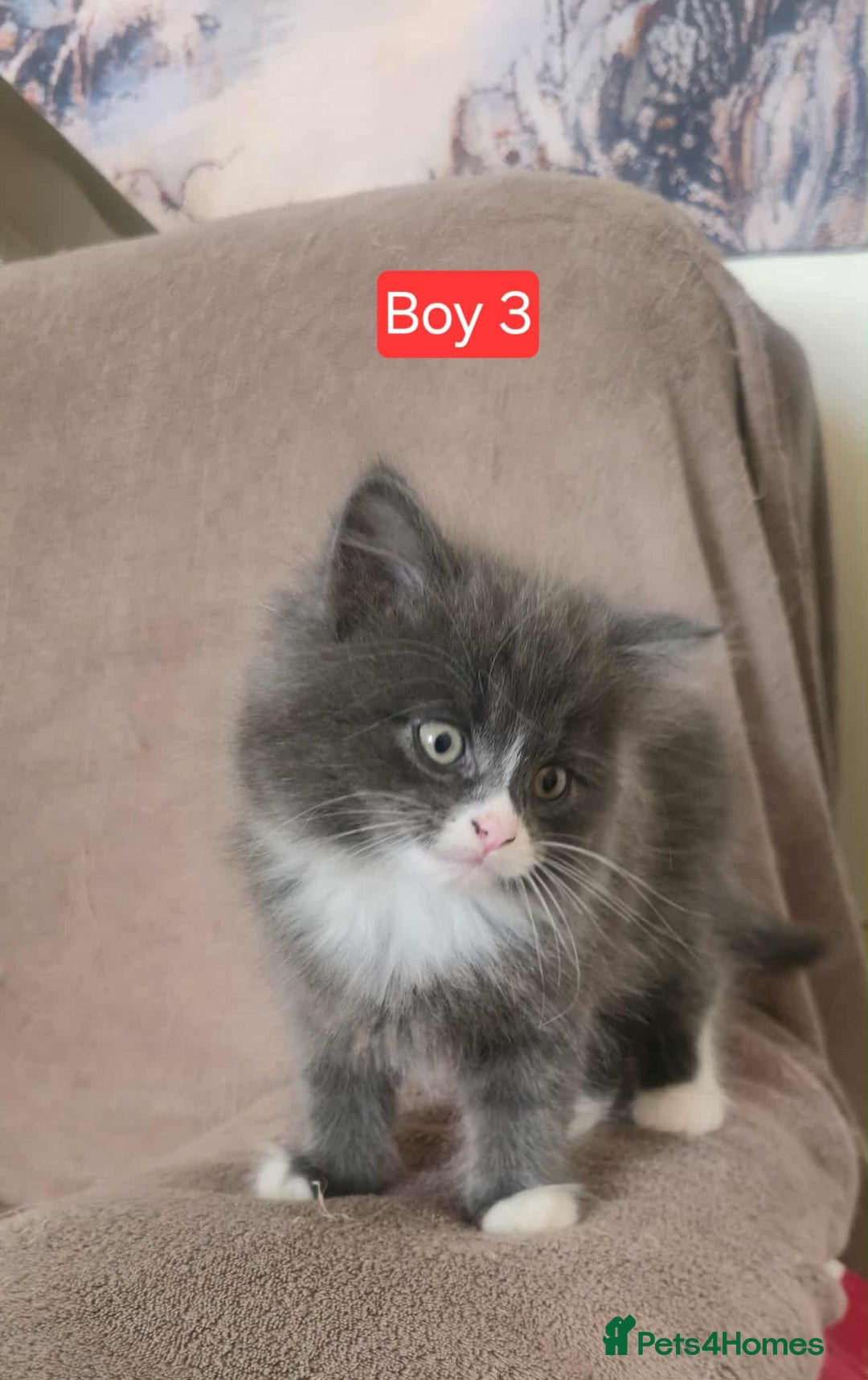 Mixed Breed cats for sale: Lovely Persian mix kittens - Image 11
