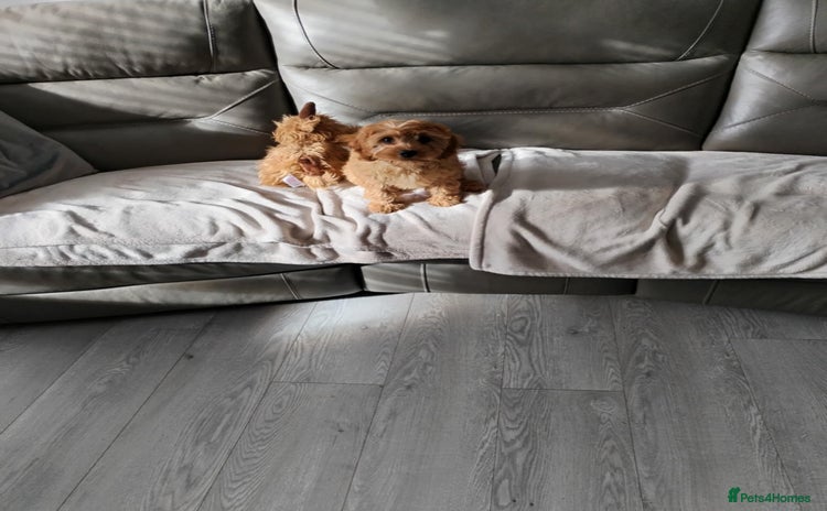 Cavapoo dogs - Advert 2