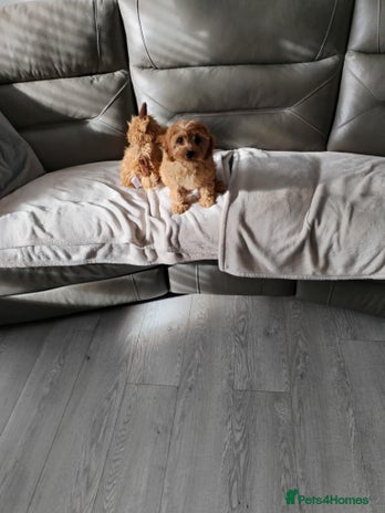 Cavapoo dogs - Advert 2