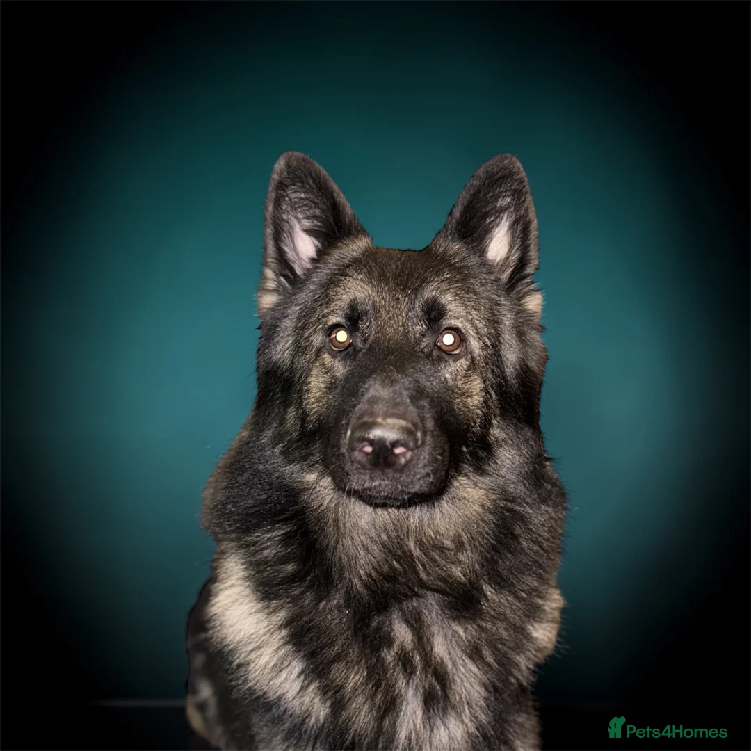German Shepherd dogs for stud: PROVEN German shepherd for stud  - Advert 1