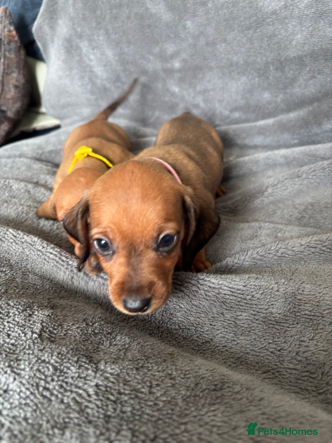 Miniature Dachshund dogs for sale: Stunning Brindle Dachshunds  - Image 24