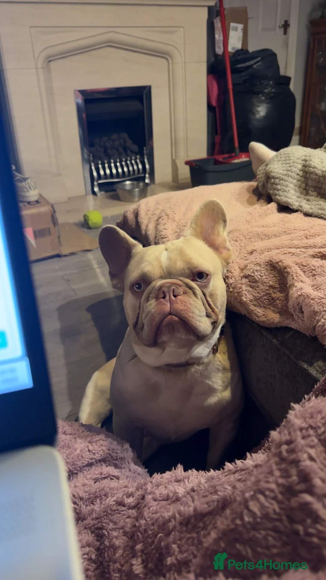 French Bulldog dogs for sale: New Shade Isabella Sable - Advert 5