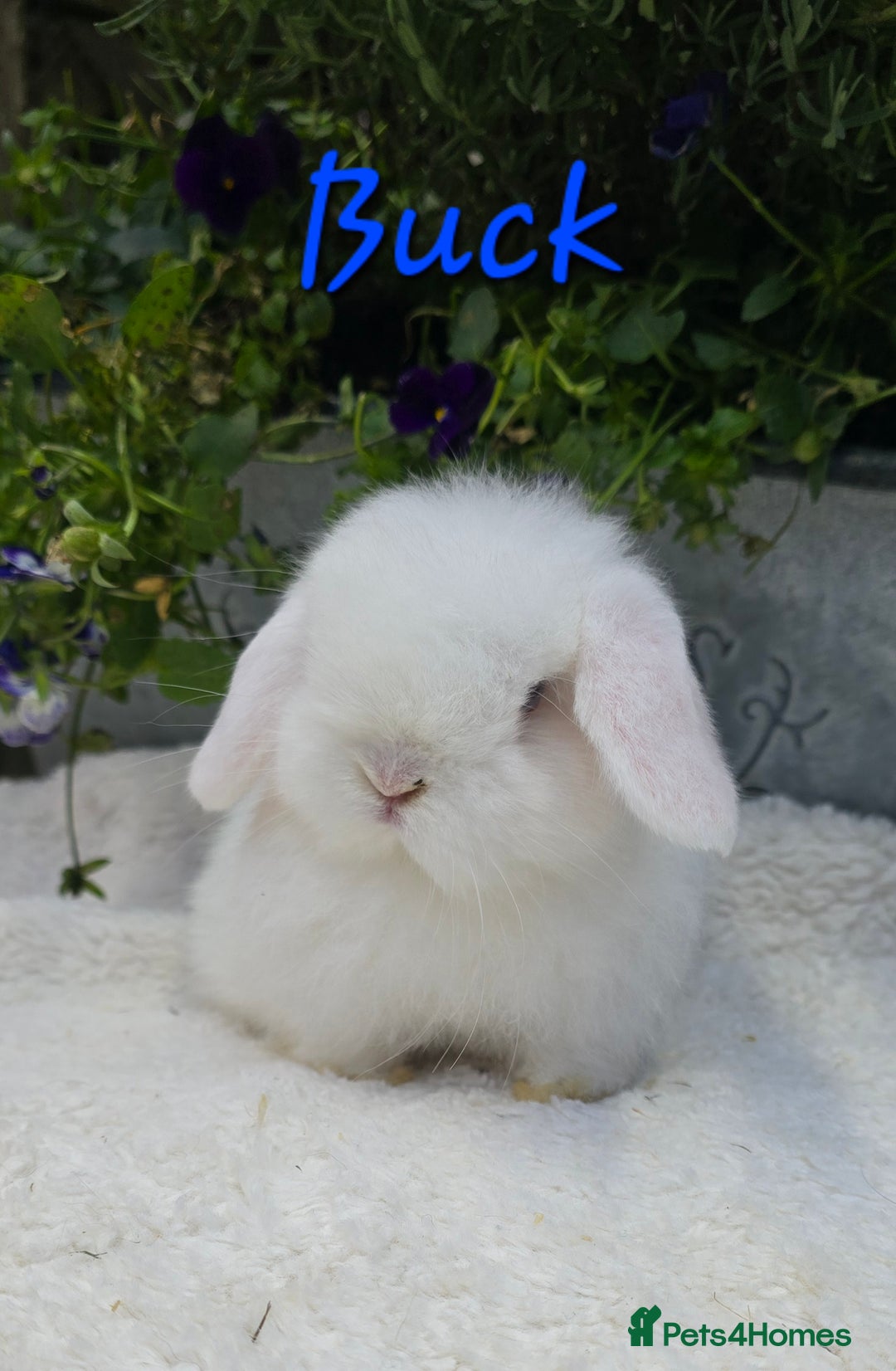 Mini Lop rabbits for sale: Beautiful mini lops girls and boys - Advert 2