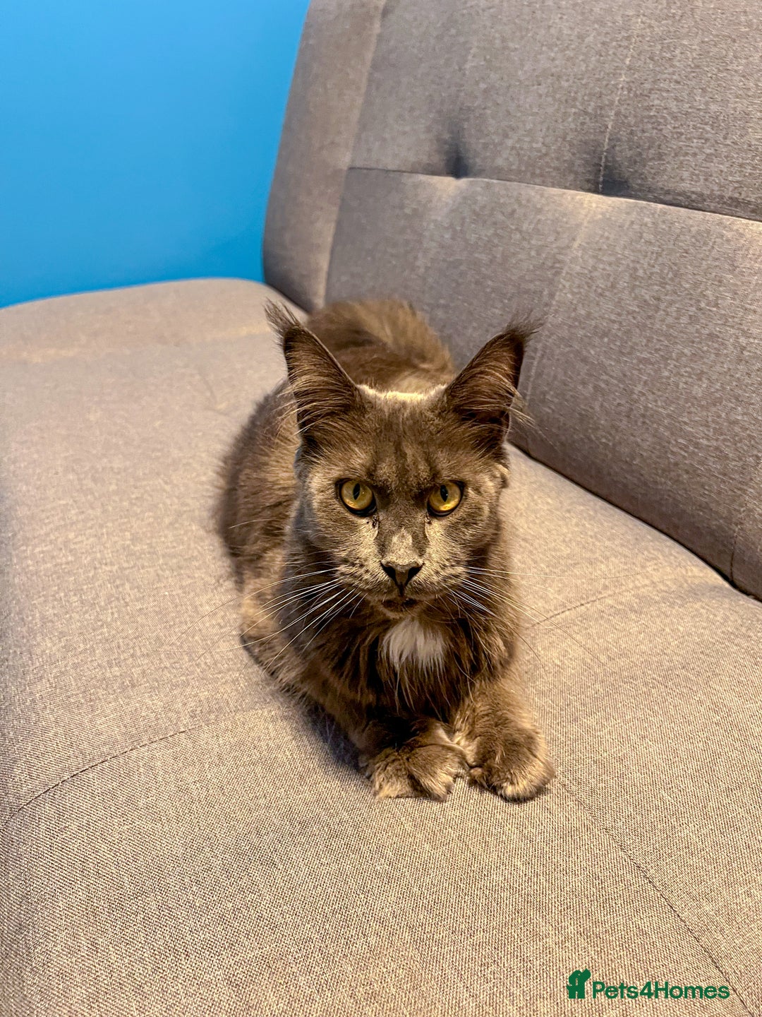 Maine Coon cats for sale: Maine Coon-X Kittens, Two Gorgeous Boys Ready - Advert 2