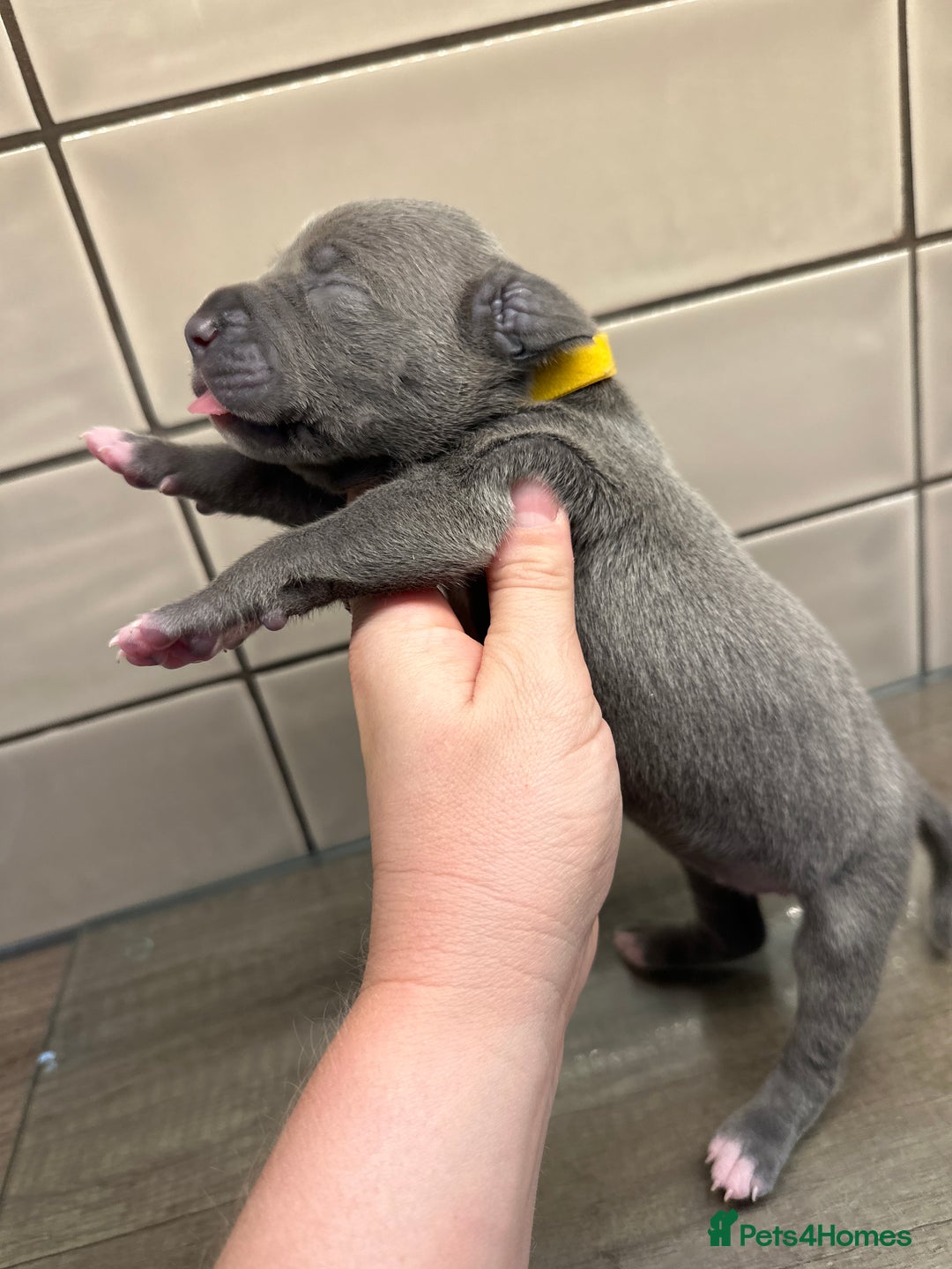 Mixed Breed dogs for sale: Staff x cane corso merle and grey pups for sale  - Image 17