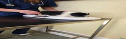 Tibetan Terrier dogs for sale: Tibetan Terrier puppies  - Advert 7