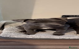 Staffordshire Bull Terrier dogs for sale: KC Registered Blue Staff - Girl - Image 1