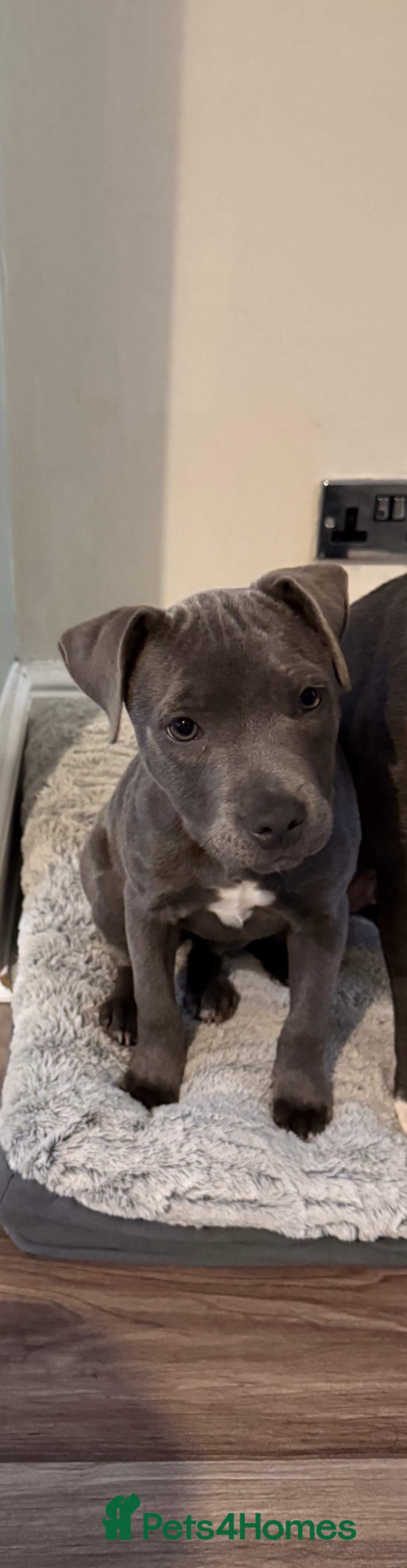 Staffordshire Bull Terrier dogs for sale: KC Registered Blue Staff - Girl - Image 1