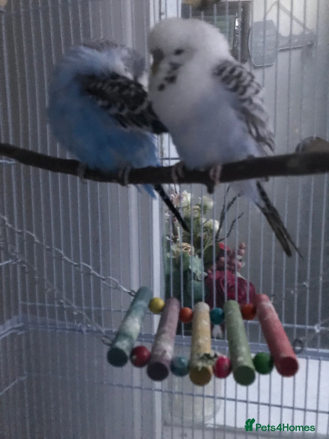 Budgerigars birds for sale: Two budgies for sale - Advert 5