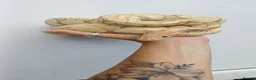 Python Snake reptiles for sale: Ball python  - Advert 3
