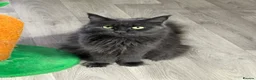 Maine Coon cats for sale: Beautiful 🐈‍⬛  - Advert 3