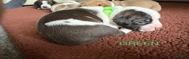 Staffordshire Bull Terrier 9
