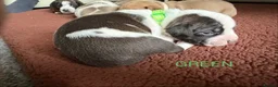Staffordshire Bull Terrier dogs for sale: Beautiful staffy puppies in Billingshurst - Advert 7