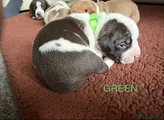 Staffordshire Bull Terrier 9