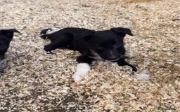 Smooth Collie dogs for sale: Stunning Collie pups - Image 3