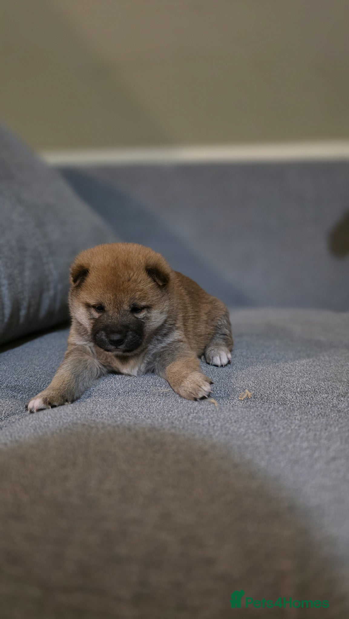 Japanese Shiba Inu dogs Shiba Inu  - Advert 2