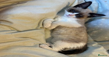 British Shorthair cats - Advert 3