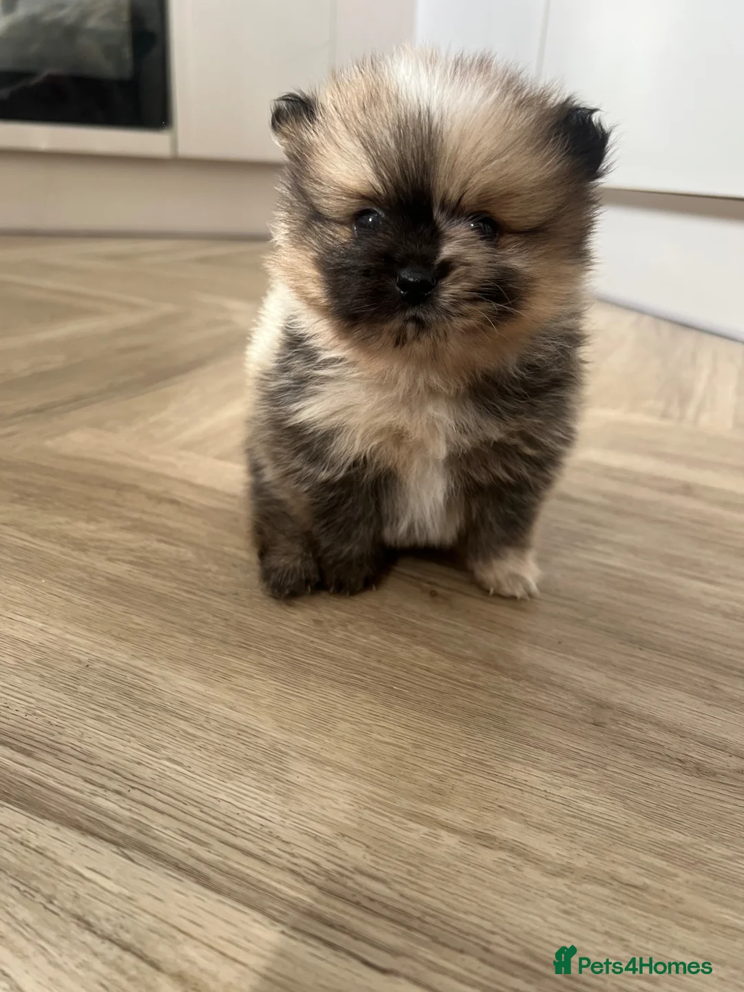 Pomeranian dogs for sale: Male Pomeranian puppy for sale  - Advert 2